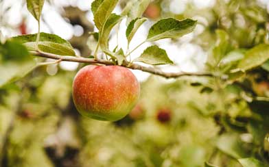 apple in a tree